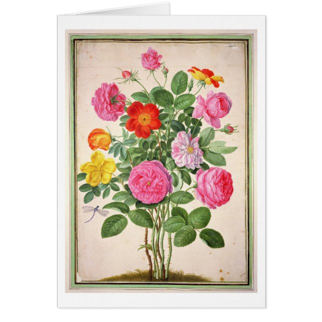 Roses, plate 4 from the Nassau Florilegium (w/c on (Front)