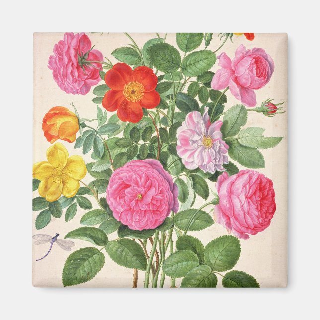 Roses, plate 4 from the Nassau Florilegium (w/c on Magnet (Front)