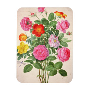 Roses, plate 4 from the Nassau Florilegium (w/c on Magnet