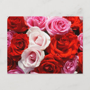 Roses Postcard