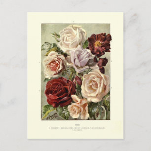 Roses Postcard