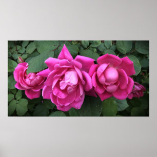Roses, poster