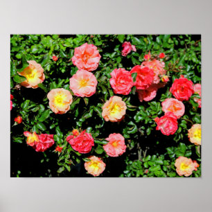 Roses Poster