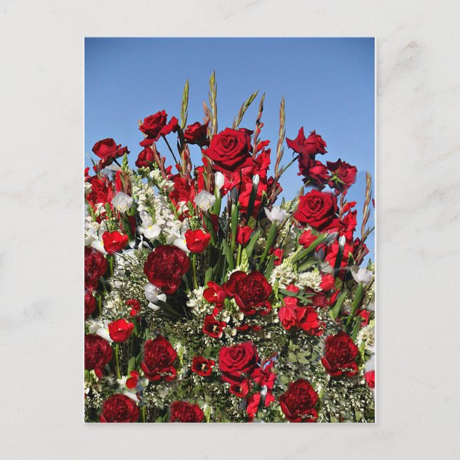 Roses-r-Red Postcard (Front)