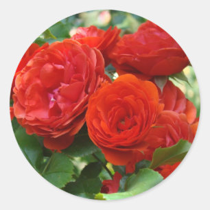 ROSES Red Beautiful Rose Flowers stickers