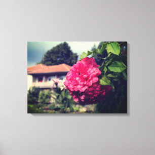 Roses, Rustic Photo, Summer Stretched Canvas Print
