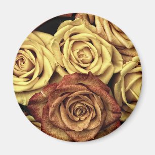 Roses yellow and red magnet