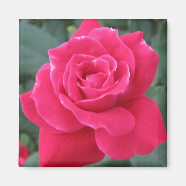 Rosey Magnet (Front)