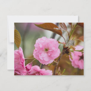 Rosey Pink Postcard