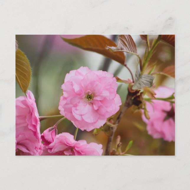 Rosey Pink  Postcard (Front)