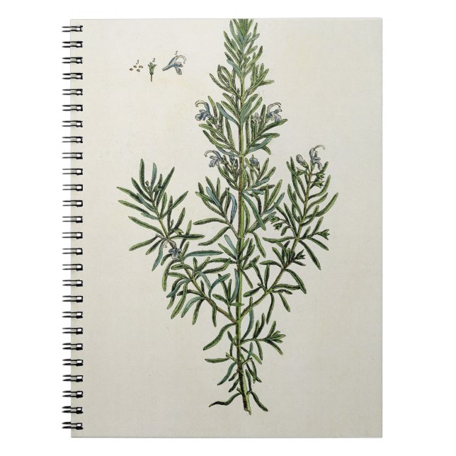 Rosmarinus Officinalis, from 'A Curious Herbal', 1 Notebook (Front)