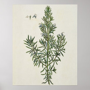 Rosmarinus Officinalis, from 'A Curious Herbal', 1 Poster
