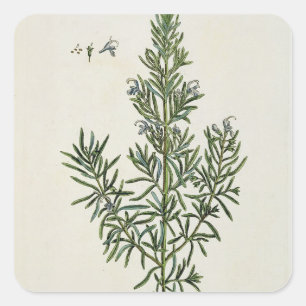 Rosmarinus Officinalis, from 'A Curious Herbal', 1 Square Sticker