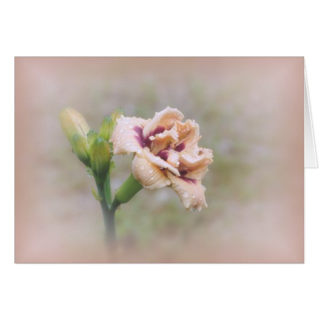 Roswitha Daylily Floral - Pastel (Front Horizontal)