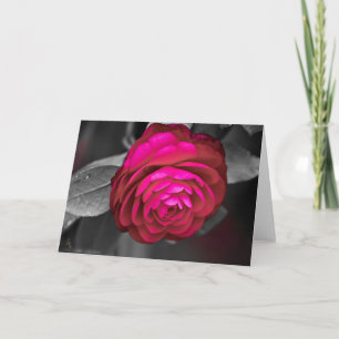 Rosy Camellia Lee Hiller Photography Card
