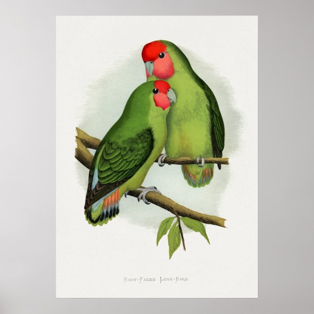 Rosy-Faced Love-Bird (Agapornis roseicollis)  Poster (Front)