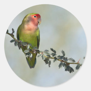 Rosy- faced love bird on a branch classic round sticker