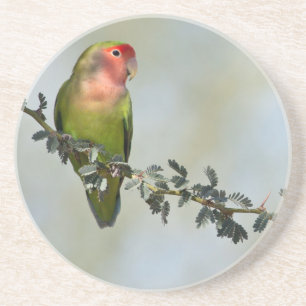 Rosy- faced love bird on a branch coaster