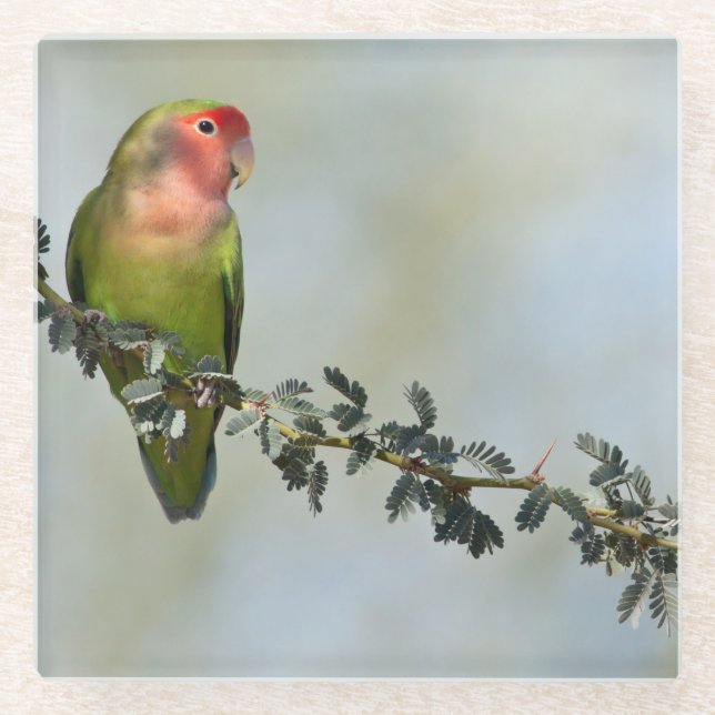 Rosy- faced love bird on a branch glass coaster (Front)