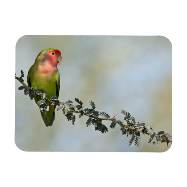 Rosy- faced love bird on a branch. magnet (Horizontal)
