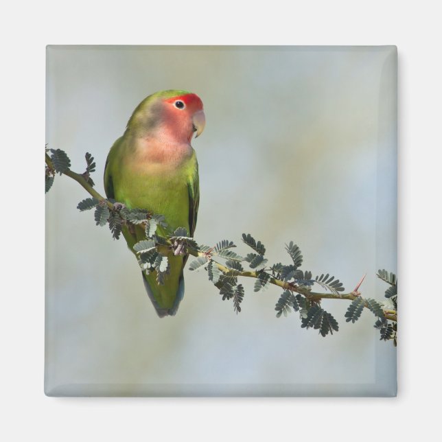 Rosy- faced love bird on a branch. magnet (Front)