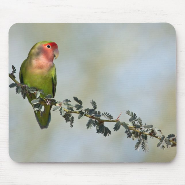 Rosy- faced love bird on a branch mouse pad (Front)