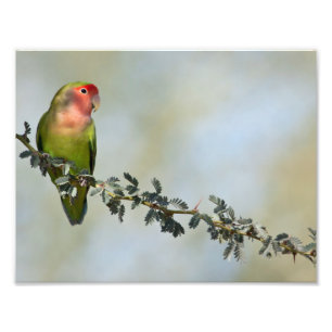 Rosy- faced love bird on a branch photo print
