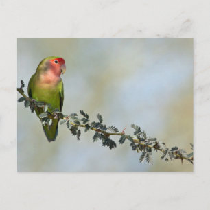 Rosy- faced love bird on a branch. postcard