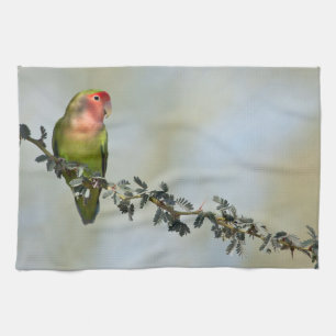 Rosy- faced love bird on a branch tea towel