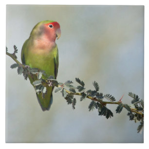 Rosy- faced love bird on a branch tile