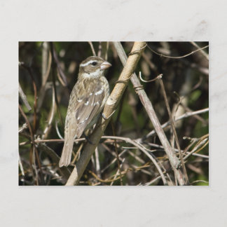 Rosy Gros Postcard
