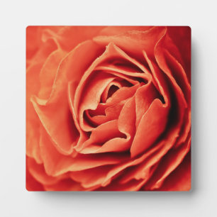 rosy living plaque