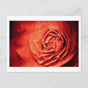 rosy living postcard