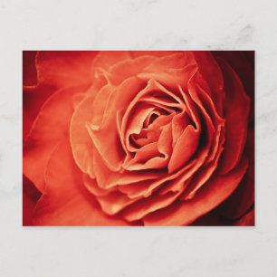 rosy living postcard