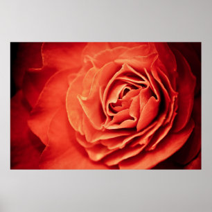rosy living poster