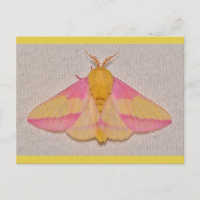 Rosy Maple Moth. Postcard (Front)