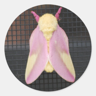 Rosy Maple Moth sticker