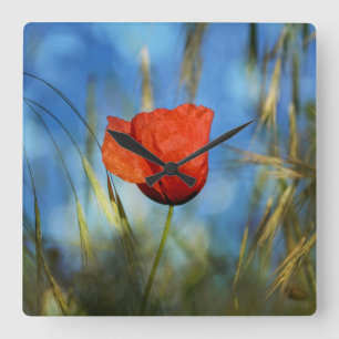Rote Mohnblume Square Wall Clock