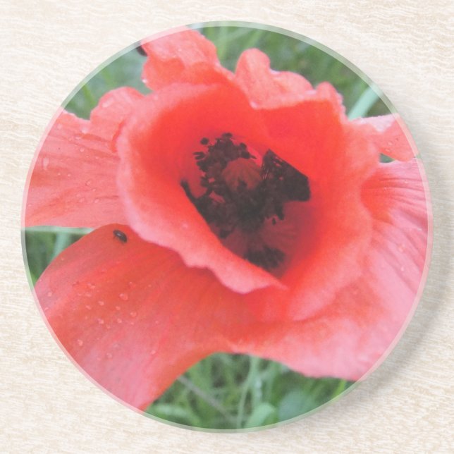 Roter Mohnblumenkelch Coaster (Front)