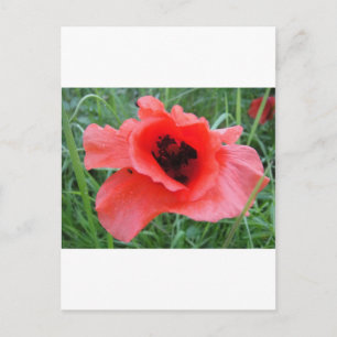 Roter Mohnblumenkelch Postcard