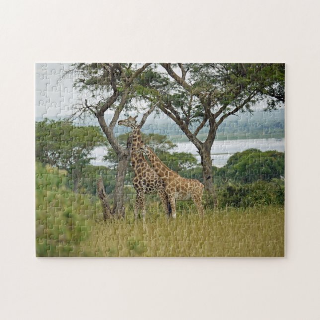 Rothschild-Giraffes Uganda. Jigsaw Puzzle (Horizontal)