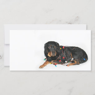 Rottie Christmas booboo Holiday Card