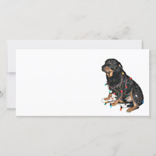 Rottie Christmas booboo Holiday Card