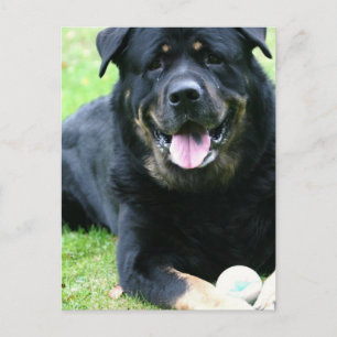 Rottie  Postcards