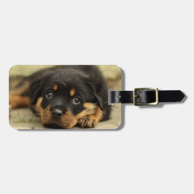 Rottweiler20150901 Luggage Tag (Front Horizontal)