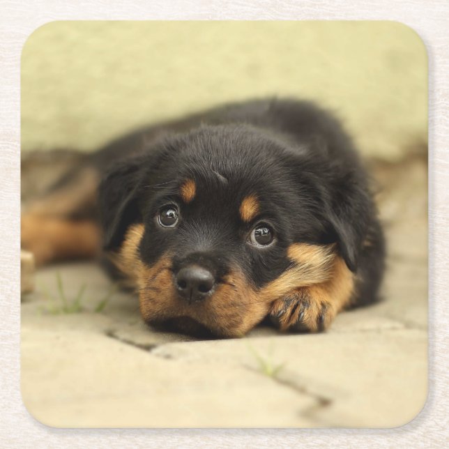 Rottweiler20150901 Square Paper Coaster (Front)
