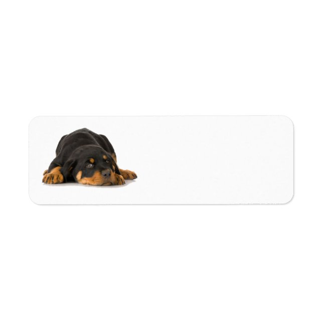 Rottweiler Address Label (Front)