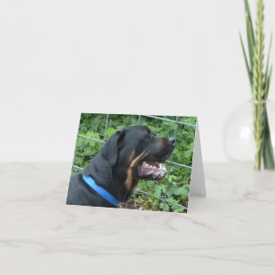 Rottweiler  "Apollo" Greeting Card