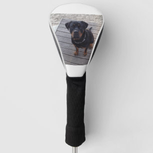 rottweiler at beach golf head cover