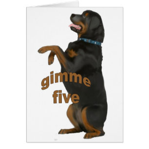 rottweiler_begging